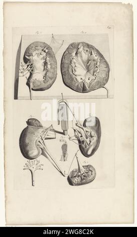 Anatomische Untersuchung der Nieren, Pieter van Gunst, nach Gerard de Lairesse, 1685 Print Anatomische Untersuchung und Nierendissektion. T. 43 oben rechts. Amsterdamer Papiergravurdrüsen Stockfoto