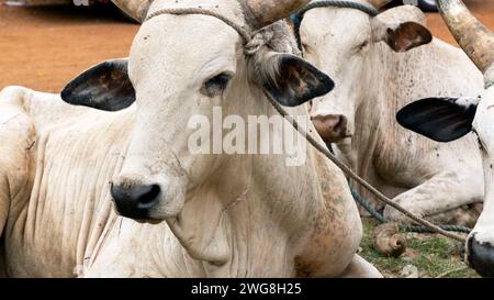 Rinder entlang der städtischen Straße warten auf Schlachtung Accra Ghana. In den Dörfern gibt es Vieh, Kühe, Ziegen, Schafe in der Nähe von Häusern. Extreme Armut und Umweltverschmutzung. Stockfoto