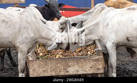 Viehfütterung entlang der Stadtstraße Accra Ghana. In den Dörfern gibt es Vieh, Kühe, Ziegen, Schafe in der Nähe von Häusern. Extreme Armut und Umweltverschmutzung. Stockfoto