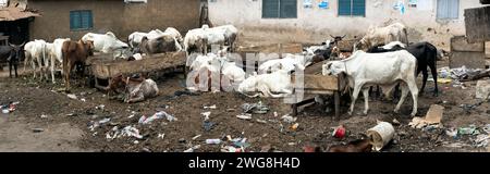 Viehherde arme Wohnhäuser in der Nachbarschaft Nima Accra Ghana Panorama. In den Dörfern gibt es Vieh, Kühe, Ziegen, Schafe in der Nähe von Häusern. Extreme Armut. Stockfoto