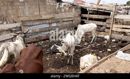 Viehhof muslimische Nachbarschaft Nima Accra Ghana Afrika. In den Dörfern gibt es Vieh, Kühe, Ziegen, Schafe in der Nähe von Häusern. Extreme Armut und Umweltverschmutzung. Stockfoto