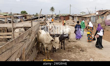 Viehhof Nima Accra Ghana muslimische Gegend Nachbarschaft. In den Dörfern gibt es Vieh, Kühe, Ziegen, Schafe in der Nähe von Häusern. Extreme Armut und Umweltverschmutzung. Stockfoto