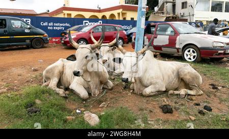 Cattles urbane Straße Accra Ghana Afrika. In den Dörfern gibt es Vieh, Kühe, Ziegen, Schafe in der Nähe von Häusern. Extreme Armut und Umweltverschmutzung. Stockfoto