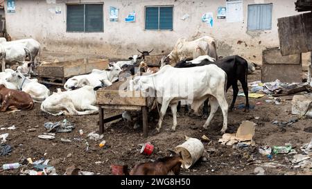 Kühe Ziegen arme Nachbarschaft Nima Accra Ghana Afrika. Giftige Umgebung Nachbarschaft. Gesundheitsproblem. Dorfvieh, Müll, Müll und Kanalisation. Stockfoto