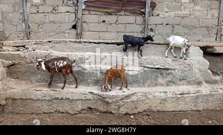 Ziegenherdenmauer von Häusern Nachbarschaft Nima Accra Ghana Afrika. In den Dörfern gibt es Vieh, Kühe, Ziegen, Schafe in der Nähe von Häusern. Extreme Armut und Umweltverschmutzung. Stockfoto