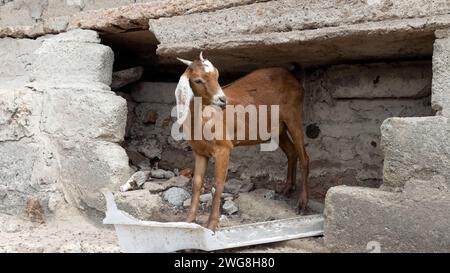 Ziege in der Höhle gegen die Nachbarschaft Nima Accra Ghana. In den Dörfern gibt es Vieh, Kühe, Ziegen, Schafe in der Nähe von Häusern. Extreme Armut und Umweltverschmutzung. Stockfoto