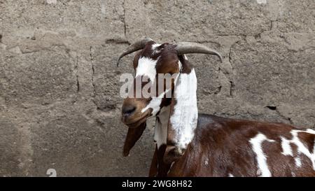 Ziege in der Nachbarschaft Nima Accra Ghana Afrika. In den Dörfern gibt es Vieh, Kühe, Ziegen, Schafe in der Nähe von Häusern. Extreme Armut und Umweltverschmutzung. Stockfoto