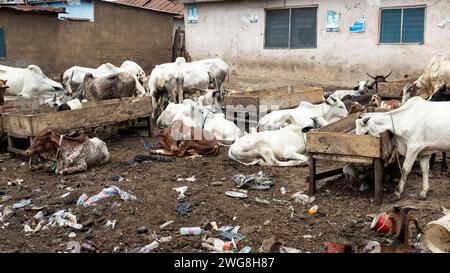 Ziegen Kühe arme Nachbarschaft Nima Accra Ghana Afrika. Tierische Opfer Islam heiliger Monat Ramadan Eid ul Adha. Muslimischer Sektor von Accra. Stockfoto