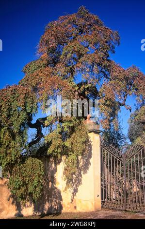 Japanischer Pagode oder Drachenkralle Scholar Tree (Styphnolobium japonicum f. pendula = Sophora japonica f. pendula), Fabaceae. Stockfoto