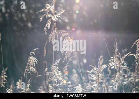 Schilf im Sonnenlicht Stockfoto