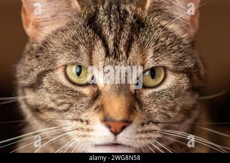 Haustier Der Familie, Lola Stockfoto