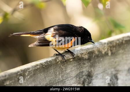 Nahaufnahme eines männlichen amerikanischen Redstarts, der während des Frühlingszuges an einer Wand hockte, Ontario, Kanada Stockfoto