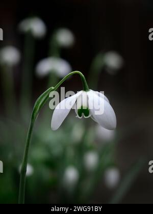 Nahaufnahme einer einzigen Blume des Galanthus „Hippolyta“ Schneeglöckchens in einem Garten im Spätwinter Stockfoto