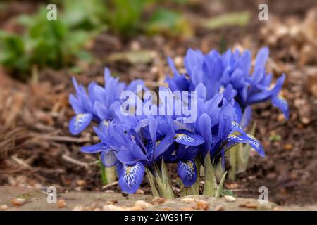 Nahaufnahme einer Gruppe von Iris histrioides 'Lady Beatrix Stanley' in einem Garten im Spätwinter Stockfoto