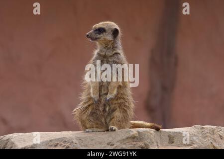 Wachsam aussehender Erdmännchen im Wachdienst, auf einem Felsen in der Sonne, auf der Suche nach Raubtieren. Stockfoto