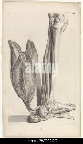 Anatomische Untersuchung der Rückseite des linken Fußes, Pieter van Gunst, nach Gerard de Lairesse, 1685 Print Anatomische Untersuchung des Hintergrunds des linken Fußes und des Plusmuskels. T. 84 oben rechts. Amsterdamer Papier-Ätz-/Gravurfuß. Muskeln. Unteres Bein Stockfoto