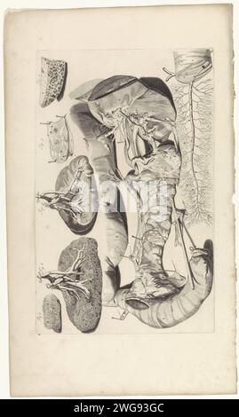 Anatomische Untersuchung des Pankreas und der Nieren, Pieter van Gunst, nach Gerard de Lairesse, 1685 Print Anatomische Untersuchung des Pankreas und der Nieren. T. 36 oben rechts auf der rechten Seite. Amsterdamer Papierkarven. Drüsen Stockfoto