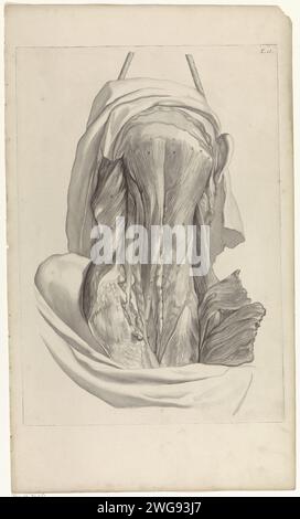 Anatomische Untersuchung des Hinterkopfes, Pieter van Gunst, nach Gerard de Lairesse, 1685 Print Anatomische Untersuchung der Rücken- und Nackenmuskulatur. Oben rechts nummeriert T 16. Amsterdamer Papiergravurmuskeln. Kopf (Mensch) (+ Rückansicht). (Menschlicher) Schädel Stockfoto