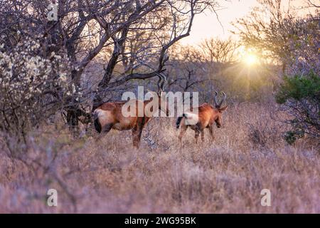 Rotes Hartebeest weidet auf trockenem Gras im Busch neben einigen Akazienbäumen Stockfoto