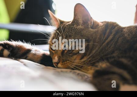 Eine verschlafene Katze genießt ihren gemütlichen Platz in einem ruhigen, ruhigen Bett. Stockfoto