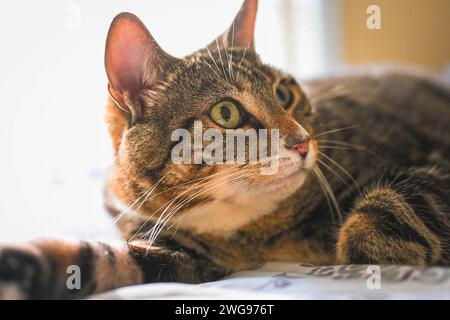 Eine verschlafene Katze genießt ihren gemütlichen Platz in einem ruhigen, ruhigen Bett. Stockfoto