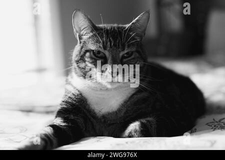 Eine verschlafene Katze genießt ihren gemütlichen Platz in einem ruhigen, ruhigen Bett. Stockfoto