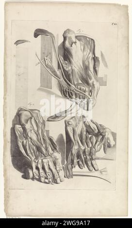 Anatomische Untersuchung des rechten Fußes und der Zehen, Pieter van Gunst, nach Gerard de Lairesse, 1685 Print Anatomische Untersuchung des rechten Fußes, der Zehen und der dort liegenden Muskeln und Sehnen. T. 86 oben rechts. Amsterdamer Papier-Ätz-/Gravurfuß. Muskeln. Sehnen, Sehnen. Zehen Stockfoto