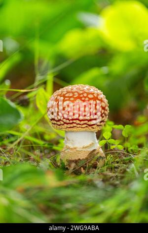 Junge Amanita muscaria, die im Gras in Kanada wächst. Stockfoto