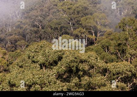 Eukalyptus pauciflora Schneegummi Bäume im Kosciusko National Park, einheimische Bäume im Osten Australiens, mit frühmorgendlichem Nebel und Nebelbaumkronen, 2024 Stockfoto