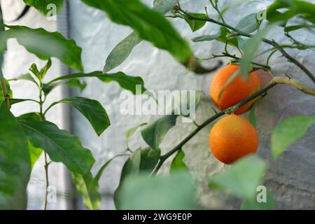 Frische Orangen, die auf Bäumen im Gewächshaus wachsen Stockfoto