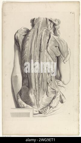 Zweite anatomische Untersuchung der Rücken- und Oberarmmuskeln einer Frau, Pieter van Gunst, nach Gerard de Lairesse, 1685 Print Anatomische Untersuchung der Rücken- und Oberarmmuskeln einer Frau. Oben rechts mit der Nummer T. 29. Amsterdamer Papiergravurmuskeln - AA - weibliche menschliche Figur. Zurück - AA - weibliche menschliche Figur Stockfoto