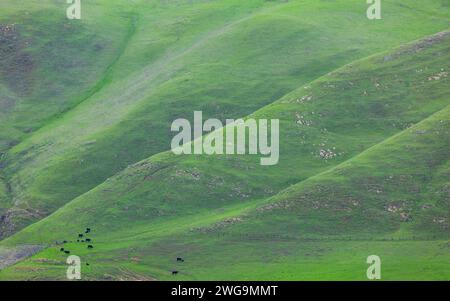 Üppige grüne Grassy Rolling Hills im Mission Peak Regional Preserve im Alameda County, Kalifornien. Stockfoto