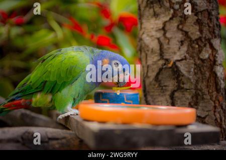 Ein peruanischer blauköpfiger Papagei Stockfoto