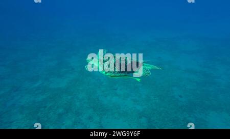 Draufsicht auf die große grüne Meeresschildkröte (Chelonia mydas), die über dem mit grünen Algen bedeckten Sandboden schwimmt, das Rote Meer, Ägypten Stockfoto