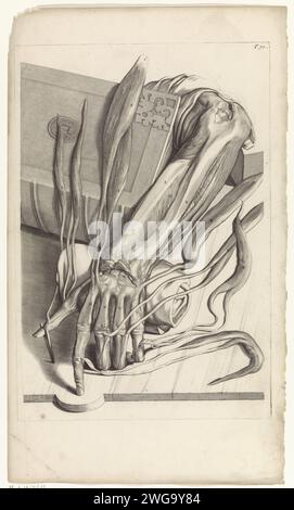 Anatomische Untersuchung der Sehnen und Knochen der linken Hand, Pieter van Gunst, nach Gerard de Lairesse, 1685 Print Anatomische Untersuchung der Sehnen und Knochen der linken Hand. T. 71 oben rechts. Amsterdamer Papierätzung/Muskelgravur. Hand. carpus und Metacarpus, Teile der Hand. Sehnen, Sehnen Stockfoto