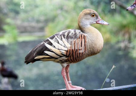 Das Gesicht und der Vorderhals der gefiederten Pfeifente sind hell, die Krone und der Hinterhals blassbraun und die braunen Federn des oberen Rückens sind umrandet Stockfoto