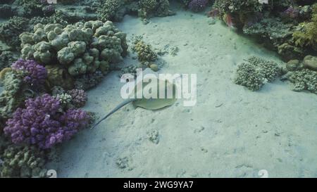 Blauer Stachelrochen oder Blauer Bändchen (Taeniura Lymma) Schwimmen Sie in der Nähe des Korallenriffs über Sandboden in den Sonnenstrahlen, Rotes Meer, Ägypten Stockfoto