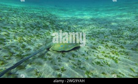 Rückblick auf Stachelrochen, der an einem sonnigen Tag über dem Meeresboden schwebt. Blauer Stachelrochen oder Blauer Fleckenrochen (Taeniura Lymma) schwimmen über dem Sandboden Stockfoto