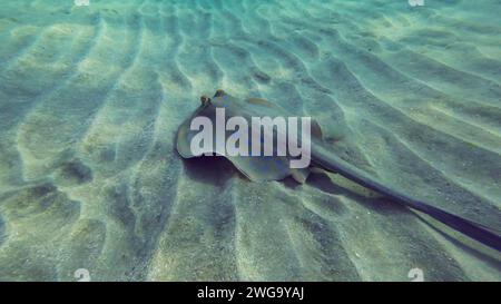 Rückblick auf Stachelrochen, der an einem sonnigen Tag über dem Meeresboden schwebt. Blauer Stachelrochen oder Blauer Fleckenrochen (Taeniura Lymma) schwimmen über dem Sandboden Stockfoto