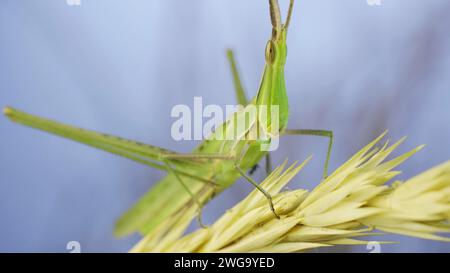 Nahaufnahme eines aktiven grünen Grashüpfers mit Schräggesicht Acrida auf Stacheln auf Gras und blauem Himmelshintergrund Stockfoto