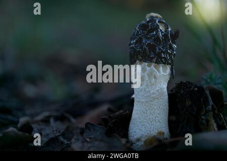 Nahaufnahme eines Phallus impudicus Pilzes, der auf einer sonnendurchfluteten Waldwiese wächst Stockfoto