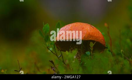 Foto einer orangen Birkenbolete (Leccinum versipelle), einer aspenroten Kappe, einer roten Kappe, einer roten Kappe, einer roten Bolete, im Querformat erstens, Natur, Naturfotografie Stockfoto