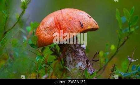 Foto einer orangen Birkenbolete (Leccinum versipelle), einer aspenroten Kappe, einer roten Kappe, einer roten Kappe, einer roten Bolete, im Querformat erstens, Natur, Naturfotografie Stockfoto