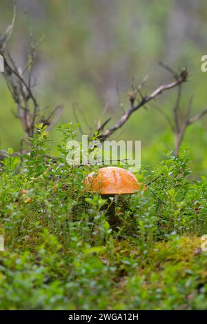 Foto einer orangen Birkenbolete (Leccinum versipelle), einer aspenroten Kappe, einer roten Kappe, einer roten Kappe, einer roten Bolete, Naturfotografie, Naturfotografie, versteckt Stockfoto