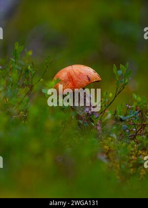 Foto einer orangefarbenen Birkenbolete (Leccinum versipelle), einer aspenroten Kappe, einer roten Kappe, einer roten Kappe, einer roten Kappe, einem Hochformat, Natur, Naturfotografie, Natur Stockfoto