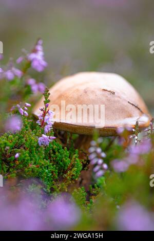 Orangenbirkenbolete (Leccinum versipelle), gemeine Heidekraut (Calluna vulgaris), Heidekraut, Pilz, Naturfoto, Tynset, Innlandet, Norwegen Stockfoto