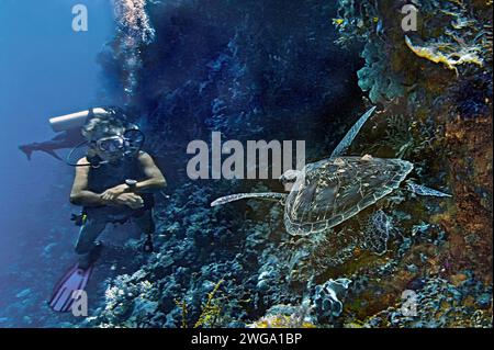 Grüne Schildkröte (Chelonia mydas), mit Barnakeln und Tauchern, Wakatobi Dive Resort, Sulawesi, Indonesien Stockfoto