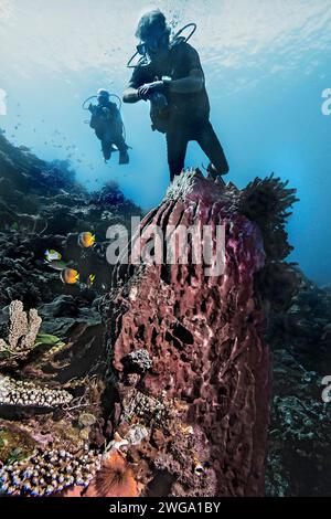 Fassschwamm (Xestospongia testudinaria), mit Tauchern, Wakatobi Dive Resort, Sulawesi, Indonesien Stockfoto