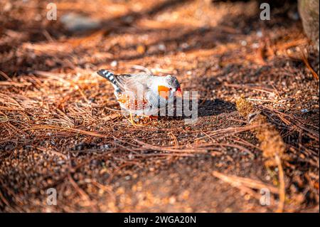 Australischer zebrafink (Taeniopygia castanotis) in seiner natürlichen Umgebung bei Sonnenschein, Eisenberg, Thüringen, Deutschland Stockfoto