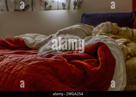 Ragdoll-Katze fühlt sich zu Hause Stockfoto